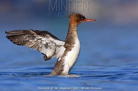 Attēlu rezultāti vaicājumam “Mergus serrator female”