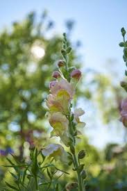 Image result for Antirrhinum majus