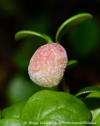 Attēlu rezultāti vaicājumam “Exobasidium vaccinii”