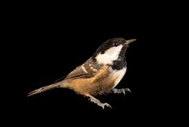 Attēlu rezultāti vaicājumam “Periparus ater”