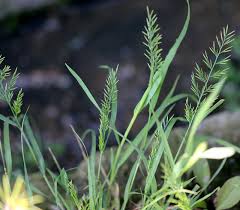 Attēlu rezultāti vaicājumam “Bromopsis inermis leaf”