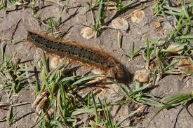 Attēlu rezultāti vaicājumam “Euthrix potatoria cocoon”