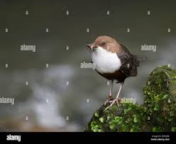 Attēlu rezultāti vaicājumam “Cinclus cinclus adult”