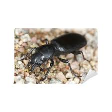 Attēlu rezultāti vaicājumam “Broscus cephalotes”