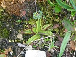 Attēlu rezultāti vaicājumam “Pinguicula alpina”