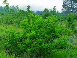 Attēlu rezultāti vaicājumam “Frangula alnus”