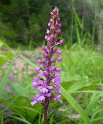 Attēlu rezultāti vaicājumam “Gymnadenia conopsea leaf”
