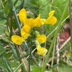 Attēlu rezultāti vaicājumam “Lathyrus pratensis fruit”