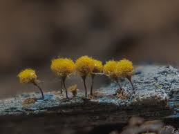 Attēlu rezultāti vaicājumam “Physarum virescens young”