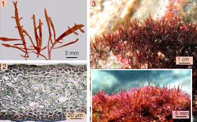Attēlu rezultāti vaicājumam “Ceramium sp.”