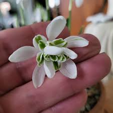 Attēlu rezultāti vaicājumam “Galanthus nivalis flower”