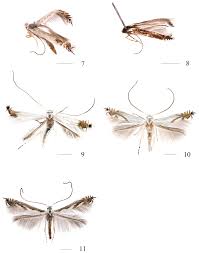 Attēlu rezultāti vaicājumam “Lyonetia prunifoliella”