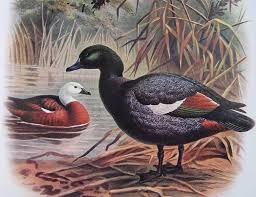 Attēlu rezultāti vaicājumam “Tadorna tadorna juvenile”