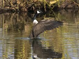 Attēlu rezultāti vaicājumam “Branta canadensis adult”