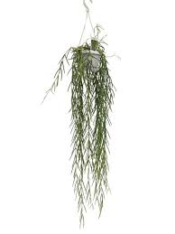 Image result for Alonsoa linearis