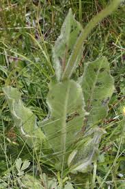 Attēlu rezultāti vaicājumam “Hypochaeris maculata leaf”