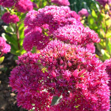 Attēlu rezultāti vaicājumam “Hylotelephium telephium”