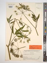 Attēlu rezultāti vaicājumam “Cicuta virosa leaf”