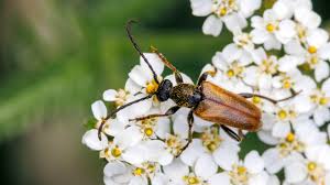 Attēlu rezultāti vaicājumam “Pseudovadonia livida”