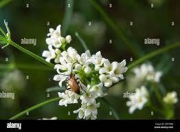 Attēlu rezultāti vaicājumam “Paracorymbia maculicornis”