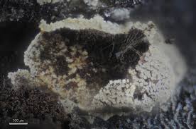 Attēlu rezultāti vaicājumam “Didymium bahiense stalked”