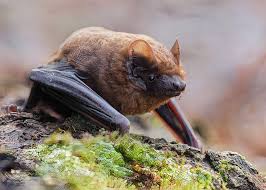 Attēlu rezultāti vaicājumam “Nyctalus noctula”