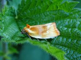 Attēlu rezultāti vaicājumam “Eulia ministrana”