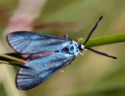 Attēlu rezultāti vaicājumam “Adscita statices”