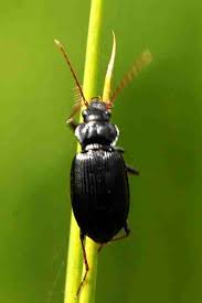 Attēlu rezultāti vaicājumam “Nebria brevicollis”