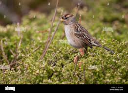 Image result for Zonotrichia leucophrys