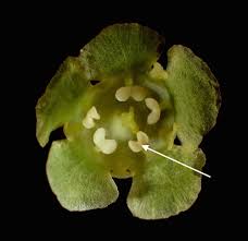 Attēlu rezultāti vaicājumam “Ribes spicatum”