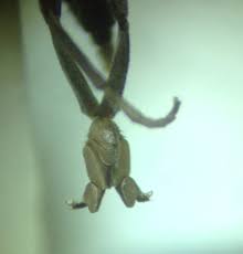 Attēlu rezultāti vaicājumam “Platypezidae”