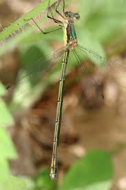 Attēlu rezultāti vaicājumam “Lestes dryas female”
