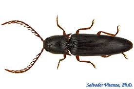 Attēlu rezultāti vaicājumam “Elateridae”