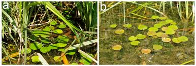 Attēlu rezultāti vaicājumam “Hydrocharis morsus-ranae fruit”