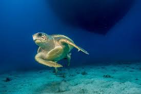 Image result for Caretta caretta
