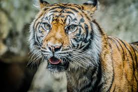 Kuvahaun tulos haulle tigers