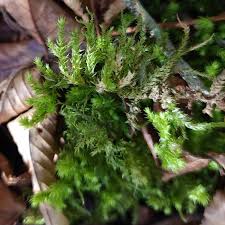 Attēlu rezultāti vaicājumam “Rhytidiadelphus”