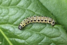 Attēlu rezultāti vaicājumam “Yponomeuta malinellus / cagnagella larva”