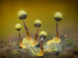 Attēlu rezultāti vaicājumam “Cribraria argillacea macro”