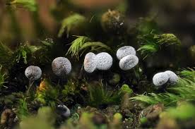 Attēlu rezultāti vaicājumam “Physarum bryomacrocarpum spores”