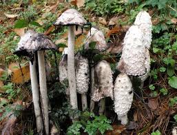 Image result for coprinus