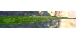 Attēlu rezultāti vaicājumam “Elachista maculicerusella”