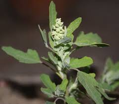 Image result for Chenopodium album