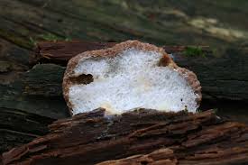 Attēlu rezultāti vaicājumam “Tubifera montana spores”