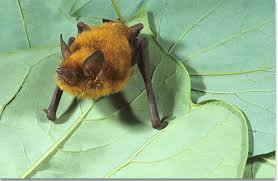 Attēlu rezultāti vaicājumam “Myotis sp.”