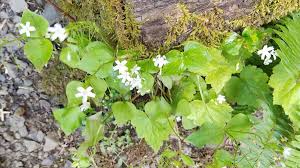 Attēlu rezultāti vaicājumam “Claytonia sibirica flower”