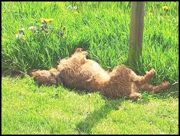 Image result for Calstock Smbc