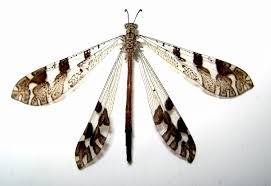 Attēlu rezultāti vaicājumam “Myrmeleontidae”