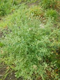 Attēlu rezultāti vaicājumam “Chenopodium rubrum leaf”